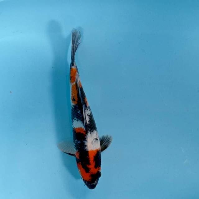 SHOWA BULKI 31cm M