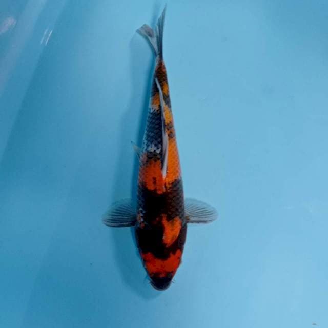 SHOWA BULKI 30cm M