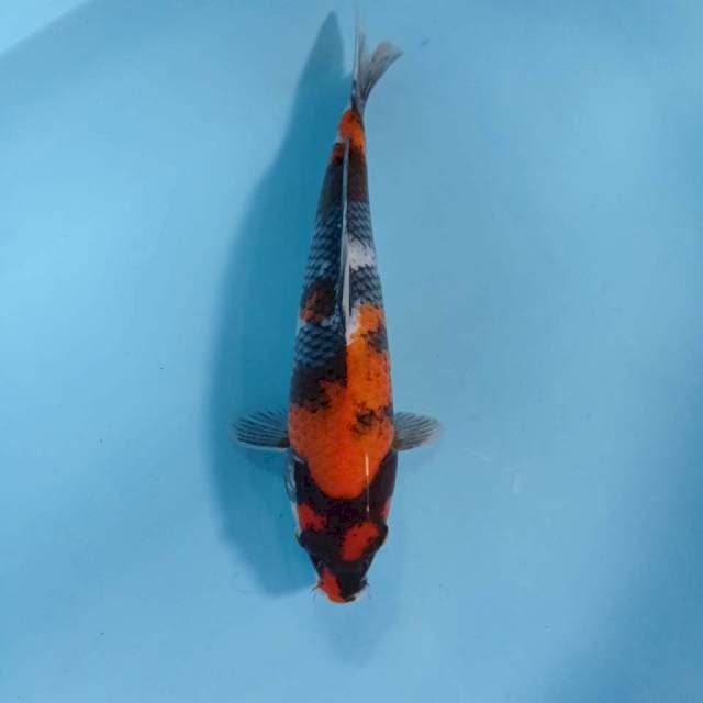 SHOWA BULKI 32cm M