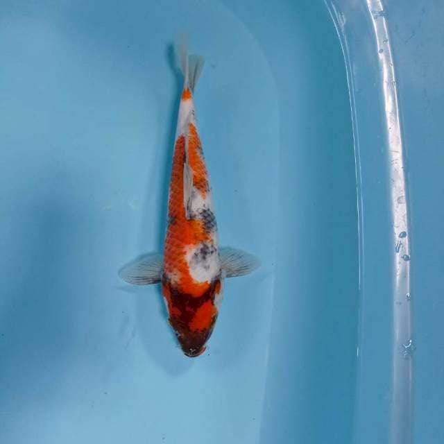 SHOWA BULKI 32cm F