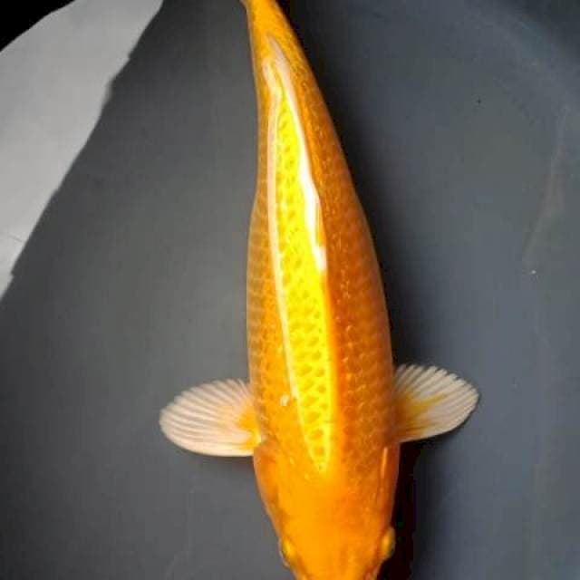 YAMABUKI GINRIN BULKY JANTAN 31 Cm