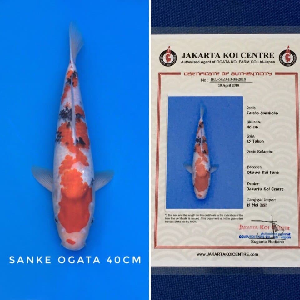 sanke ogata 40cm