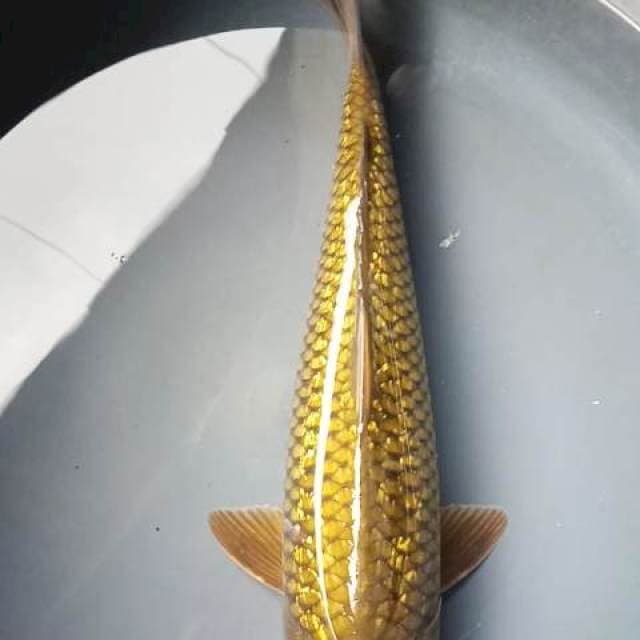MIDORIGOI GINRIN 33 Cm