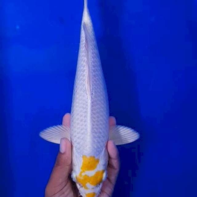 Hariwake Klasik 31cm