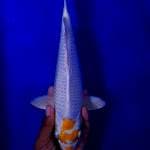 Hariwake Klasik 31cm