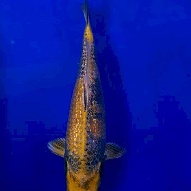 KIN Utsuri 29cm