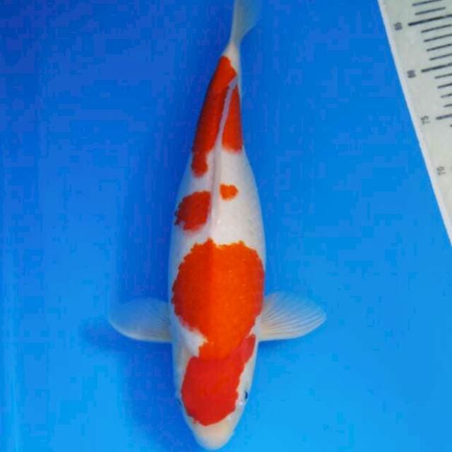 Kohaku Female 40 cm