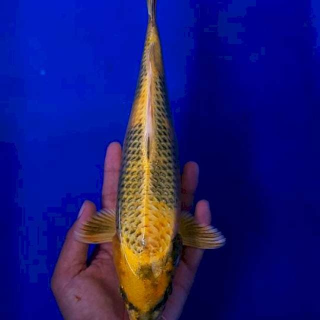 KIN Utsuri 31cm MALE