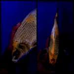 KIN Showa 33Cm MALE