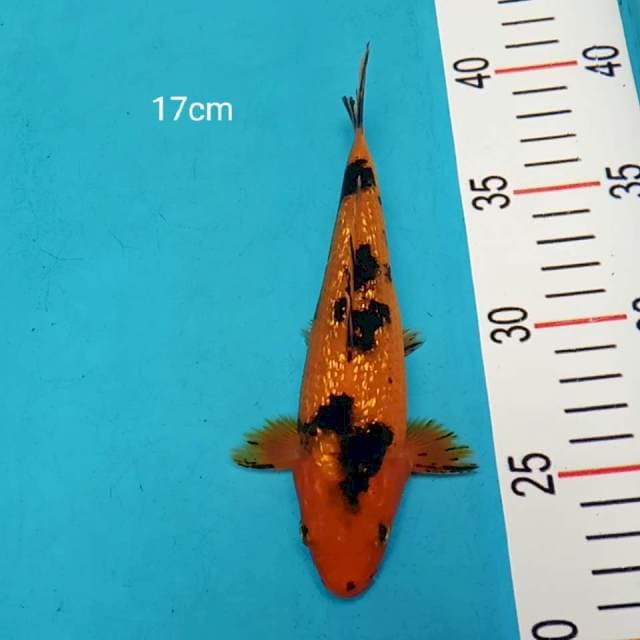 Spesial akabeko ginrin 17cm