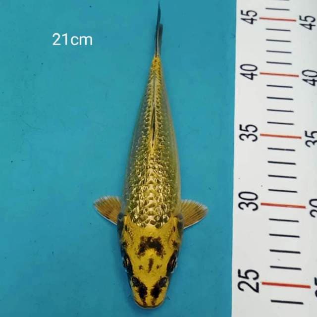 Kawari ginrin 21cm