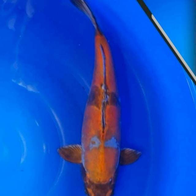 KIN KIKO* 41
