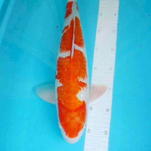 GINRYIN JUMBO