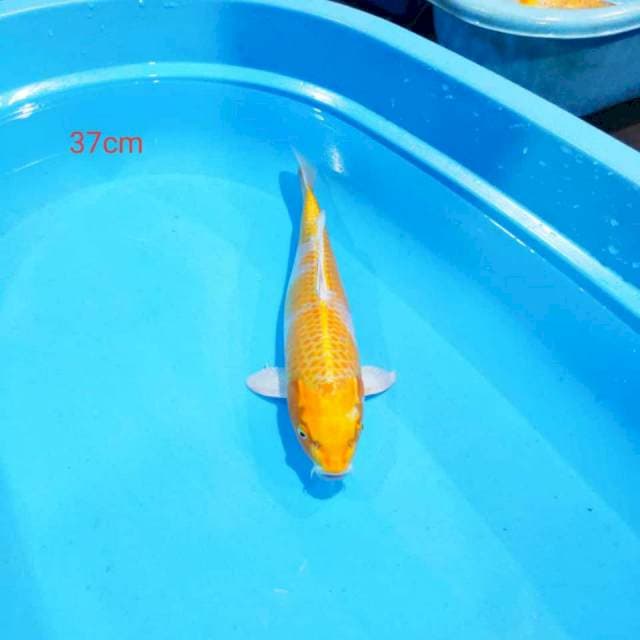 Hariwake 37cm