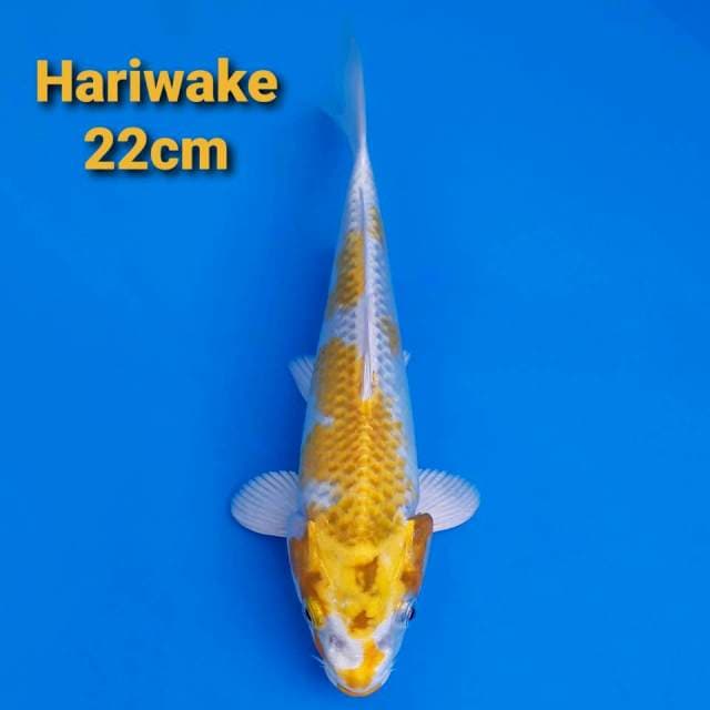 hariwake 22cm