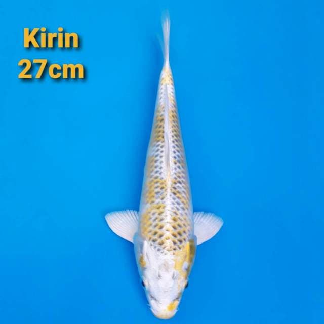 kirin antik 27cm