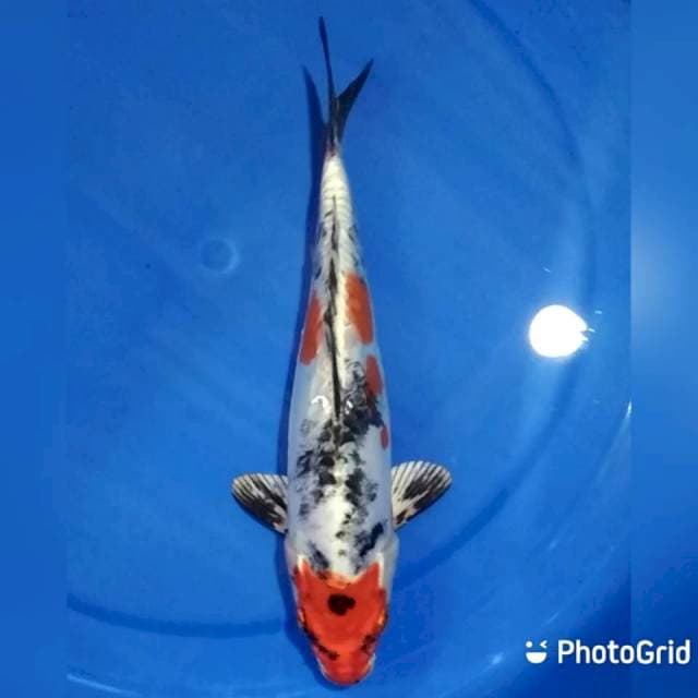 28cm