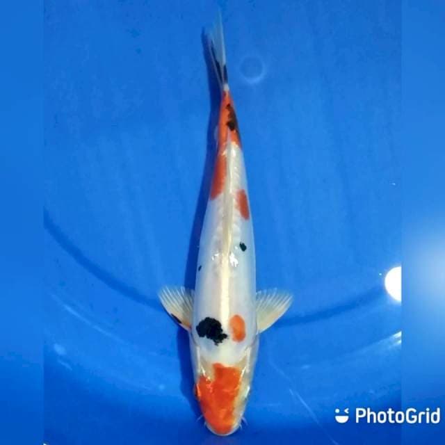 26cm