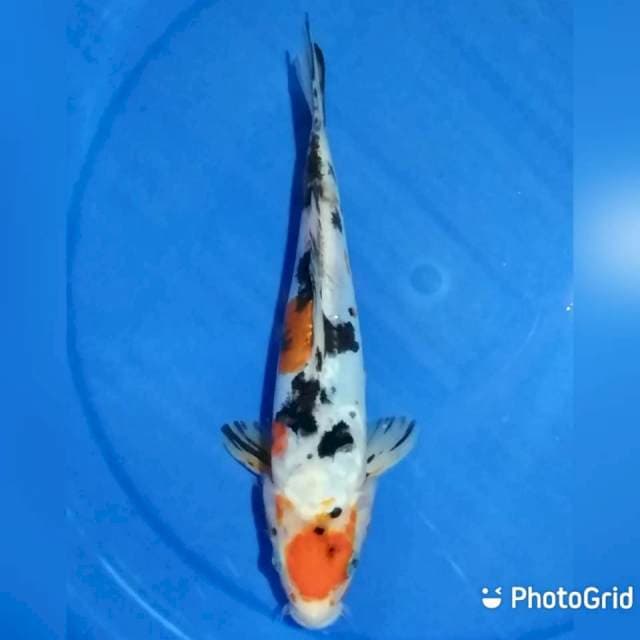 28cm