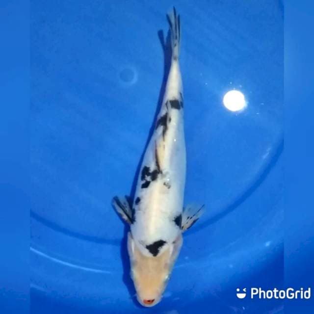 29cm