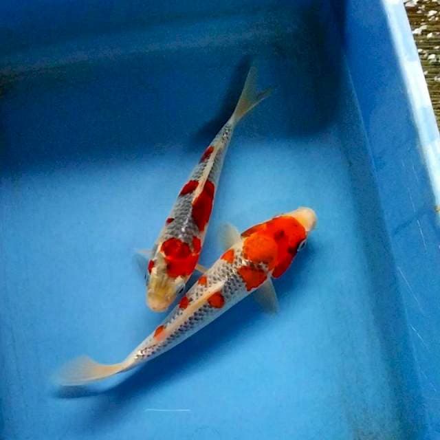 Goshiki 22&24cm