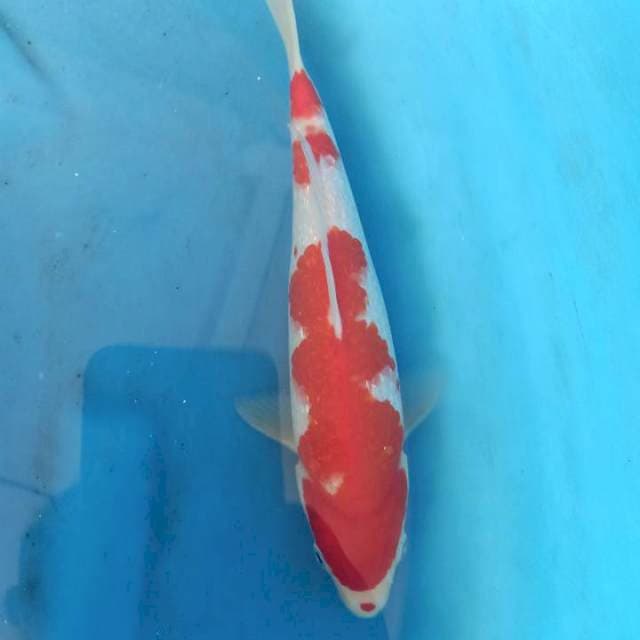 F1 Kohaku Ginrin