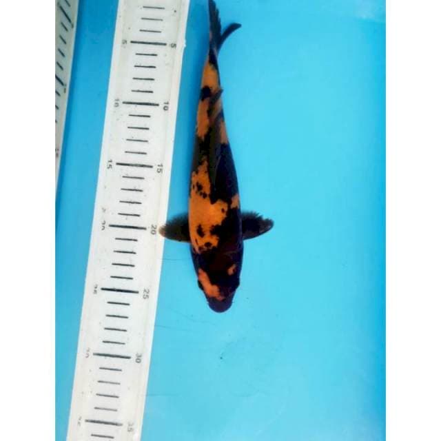 Hi utsuri, 23cm