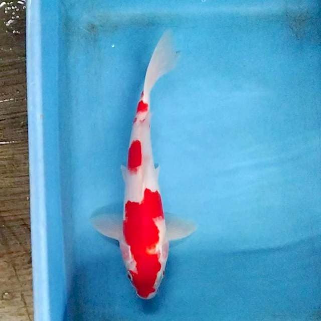 Kohaku red strong 30cm
