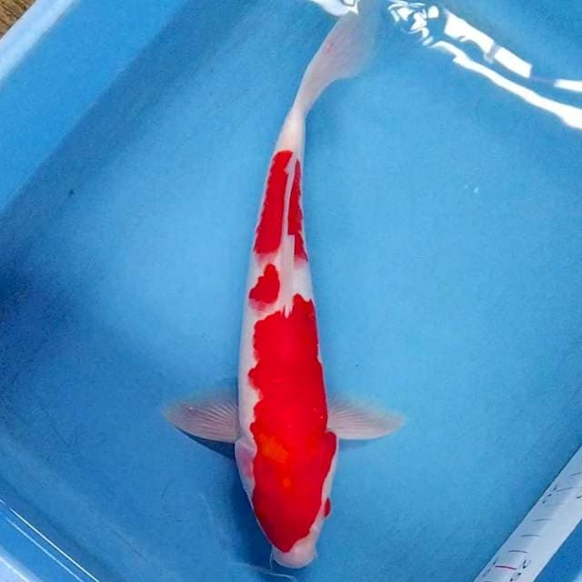Kohaku red strong 33cm