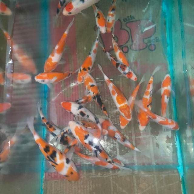 Kohaku sanke ORI JINAL