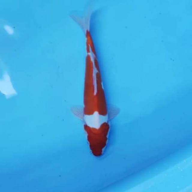 KOHAKU 2 STEP