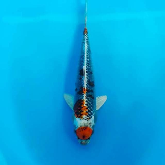 maruten kujaku 31 cm