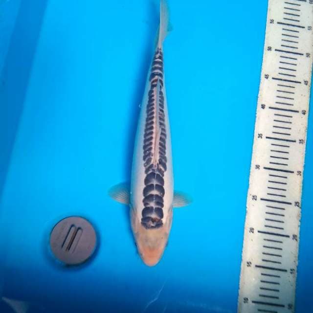 Shusui 38cm