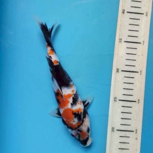 Showa, 20cm