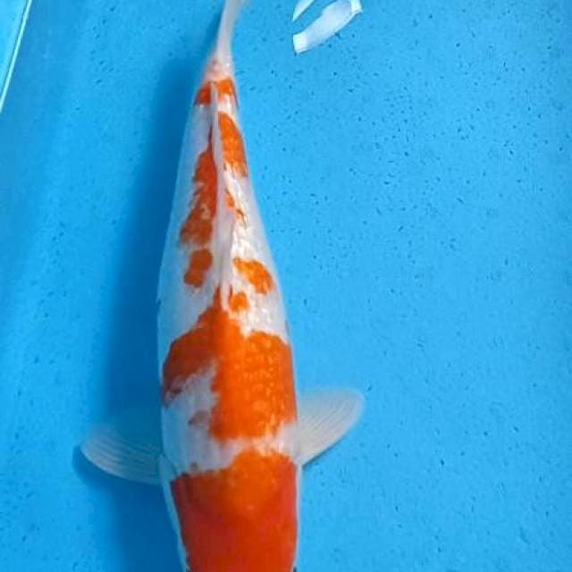 Ginrin kohaku 44cm