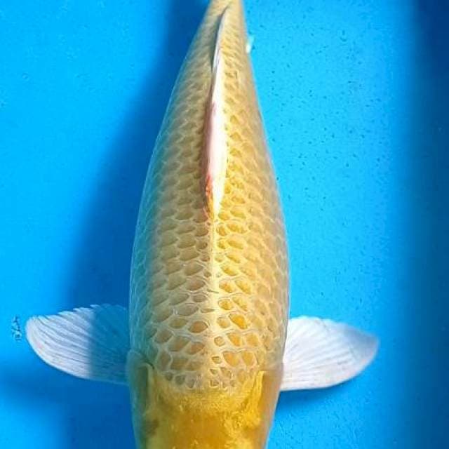 Yamabuki Ogon Jumbo