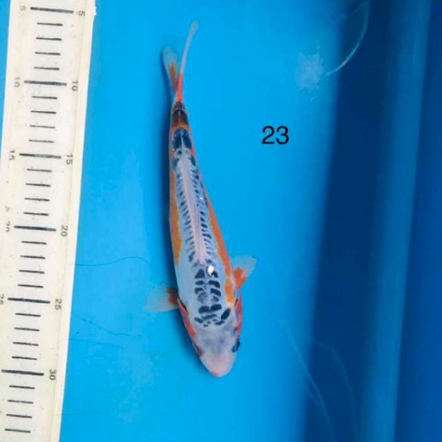Shusui, 23cm