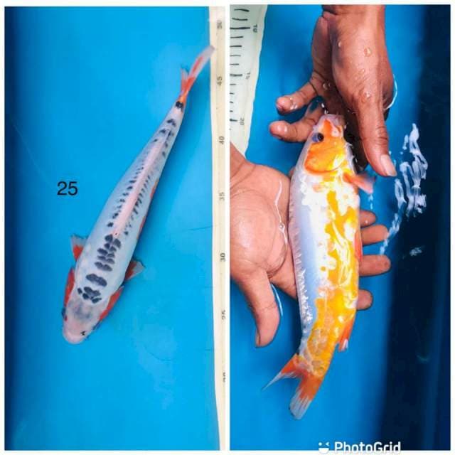 Shusui, 25cm