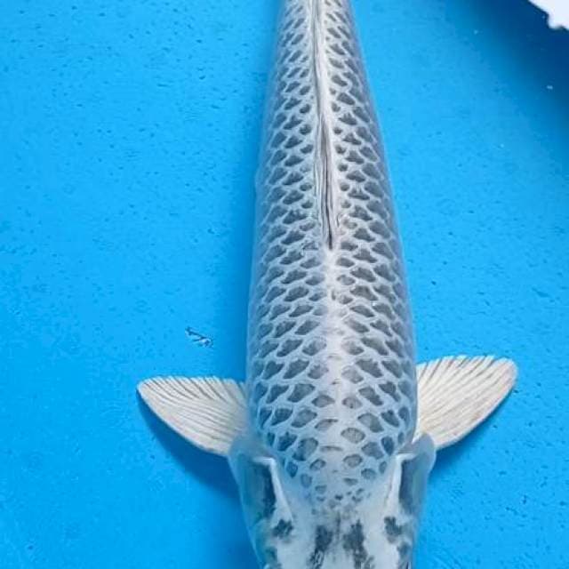 Kin Matsuba jumbo