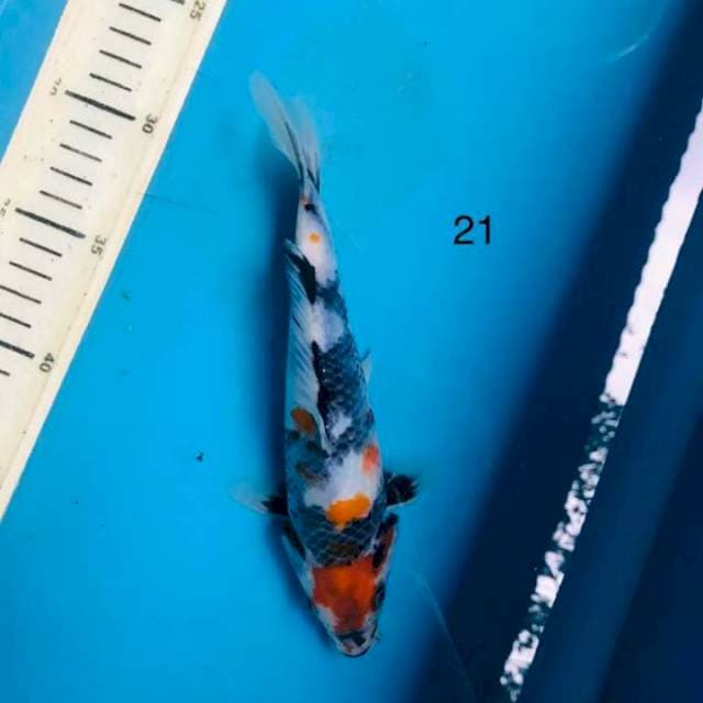 Showa, 21cm