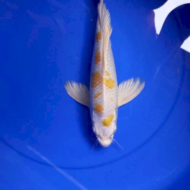 kumpay hariwanke