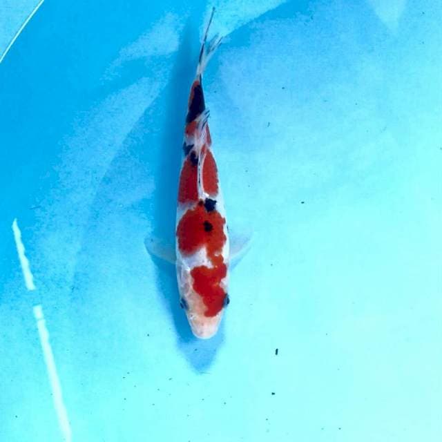 Sanke, 18 cm