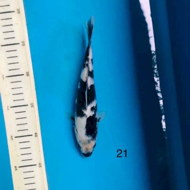Shiro, 21cm