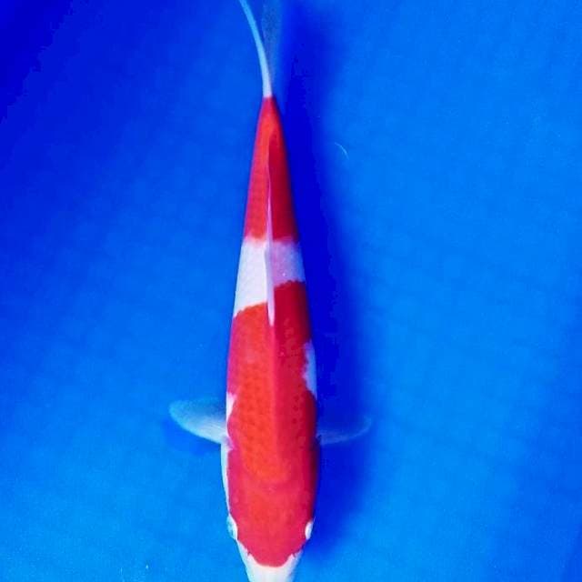 Kohaku 33cm