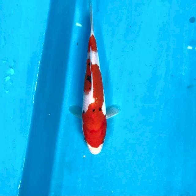 Sanke, 16 cm