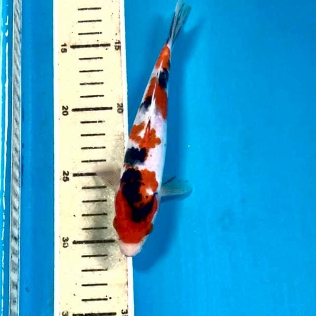 Sanke, 19 cm