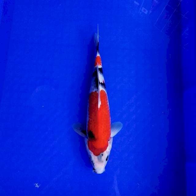 Showa 30cm