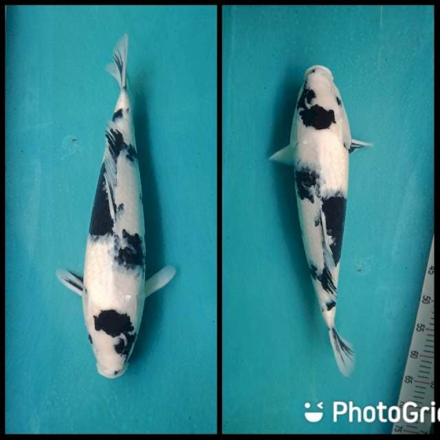 Tunggal 01#Shiro HQ 45cm