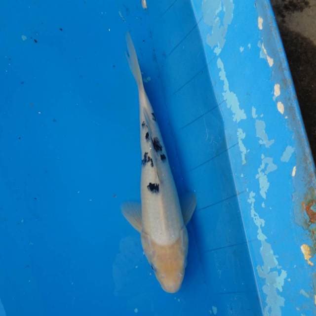 Bekko F1