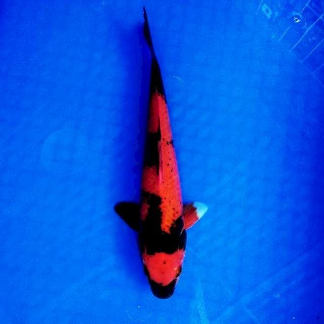 Utsuri 28cm